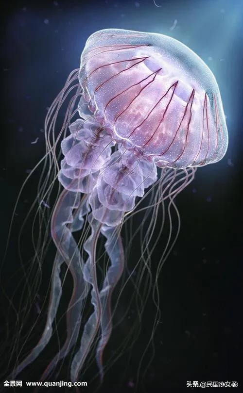 貓的神經傳導速度，可以輕易趕超高鐵