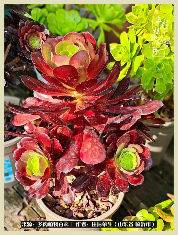 北方有多肉,絕世而獨立!一顧傾人城,再顧傾人國 北方有多肉,絕世而獨立!一顧傾人城,再顧傾人國