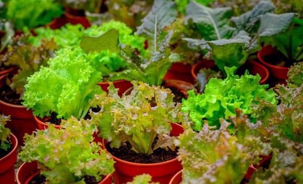 冬天種蔬菜首先這“8種”，不怕冷長得快，吃了一茬又一茬