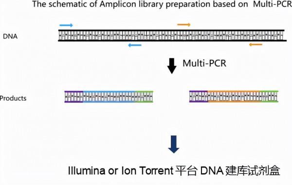 靶向測序的應用場景與擴增子建庫技術路線