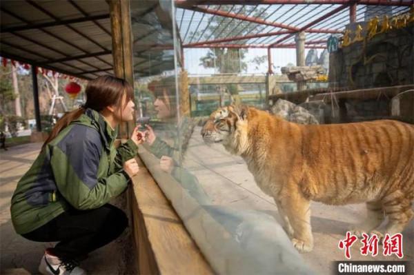 &OpenCurlyDoubleQuote;90後&rdquo;&OpenCurlyDoubleQuote;虎媽&rdquo;的萌虎情緣：希望引導更多人保護動物