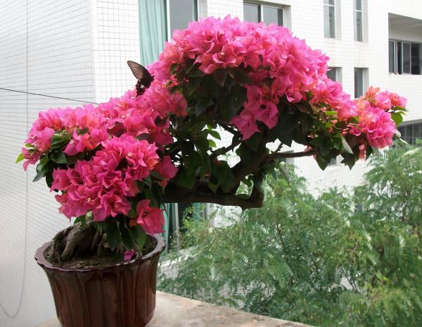 “不易死”的5種花，吉祥又大氣，少管“控水”才能開成大花球