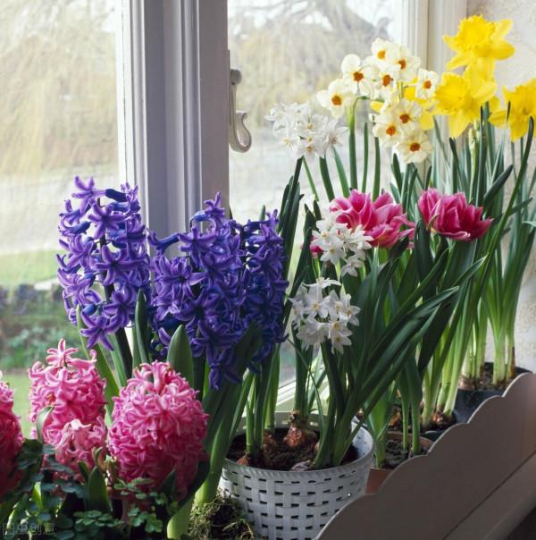 吉祥如意的水仙花