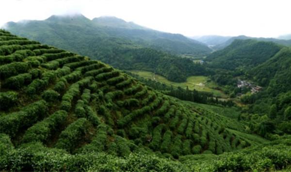 毛主席特殊的喝茶習慣：愛喝隔夜濃茶，喝完茶把茶渣吃掉