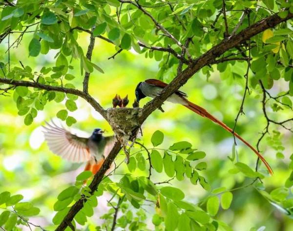 鳥兒育雛記｜暖心的愛