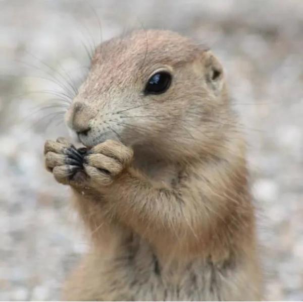 長期待在家會變愚蠢嗎？