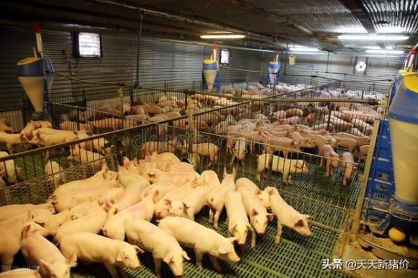 生豬行情！多地上漲！2022.1.30 各地生豬報價