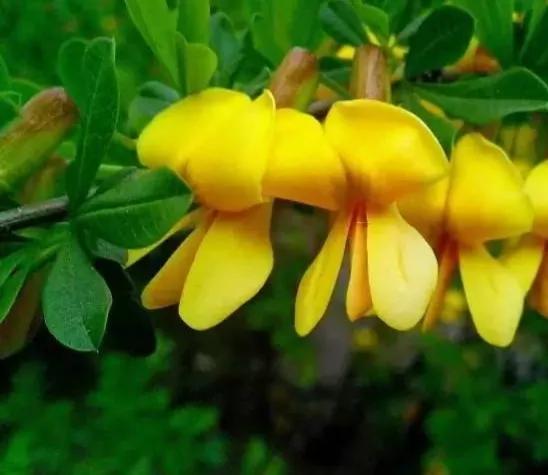 金雀花一一你吃過嗎？