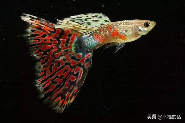 全世界最，最美的魚、最罕見的鳥，集齊了！大開眼界