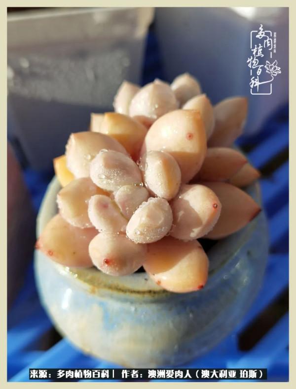 多肉變胖純屬正常,我的變胖卻是工傷 多肉變胖純屬正常,我的變胖卻是工傷