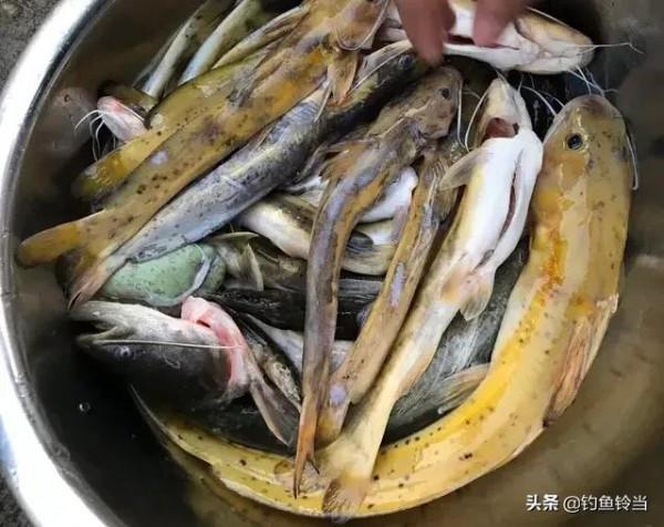 珠江四大名魚是那幾種魚？估計釣魚人都不知道，有一種列入二級了