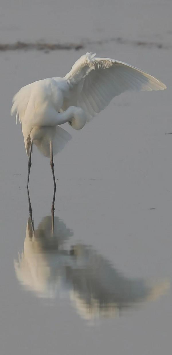蹲守山西汾河拍國保候鳥(1) 蹲守山西汾河拍國保候鳥(1)
