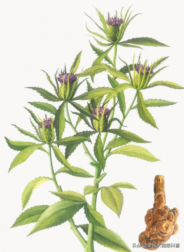 健脾養胃，你知道生白朮和炒白朮有什麼區別？