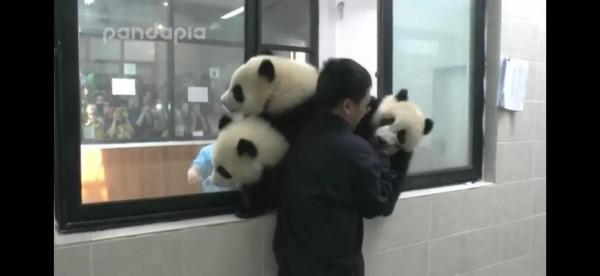 任性飼養員 任性飼養員