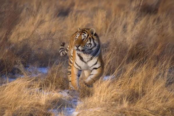 國慶快樂,大貓貓 國慶快樂,大貓貓