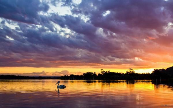 河邊鵜鶘生活高畫質桌布圖片