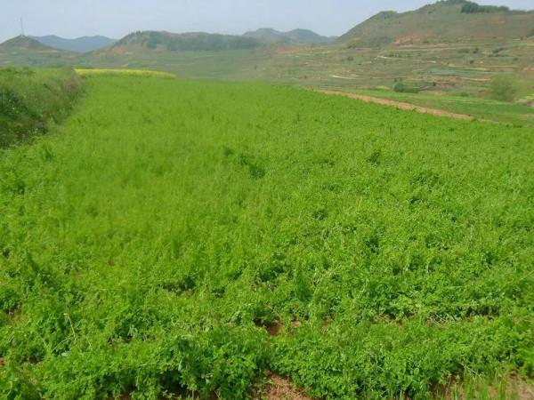 養生補品：市場80一斤，產地收購價卻只有20元，農民無奈