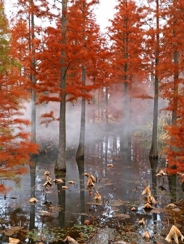 波光瀲灩水杉紅，層林盡染如畫中（之十）