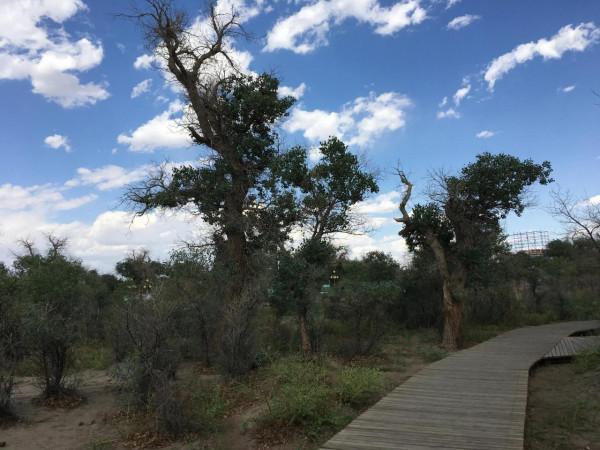 兩萬五千裡自駕遊新疆(四) 兩萬五千裡自駕遊新疆(四)