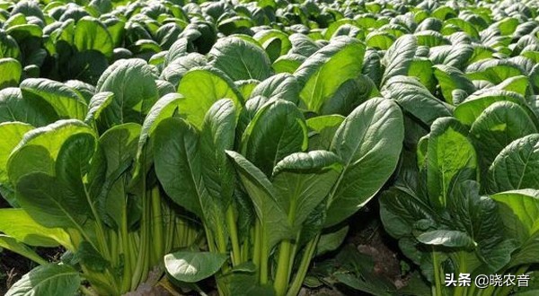 2022春季蔬菜種植時間表