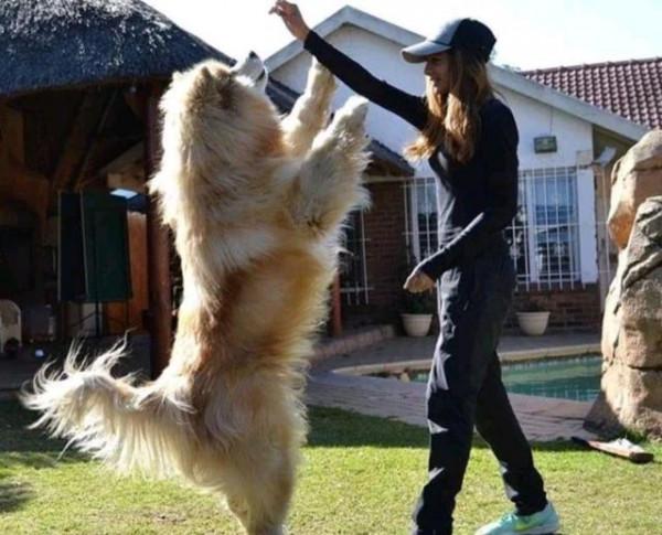 小狗喜歡趴在女主人身上睡覺,如今150斤重,卻忘記了長大 小狗喜歡趴在女主人身上睡覺,如今150斤重,卻忘記了長大