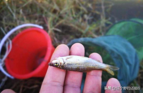 新手玩野釣的真諦,急於求成多彎路,腳踏實地才能讓你贏在江湖 新手玩野釣的真諦,急於求成多彎路,腳踏實地才能讓你贏在江湖