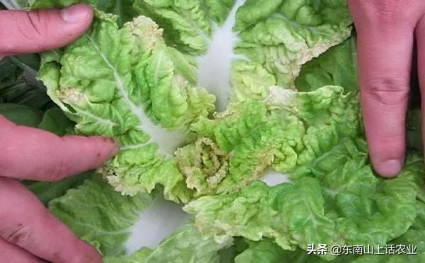 缺鈣新葉黃,缺鎂老葉黃,這是為什麼?“元素移動”必須瞭解一下 缺鈣新葉黃,缺鎂老葉黃,這是為什麼?“元素移動”必須瞭解一下