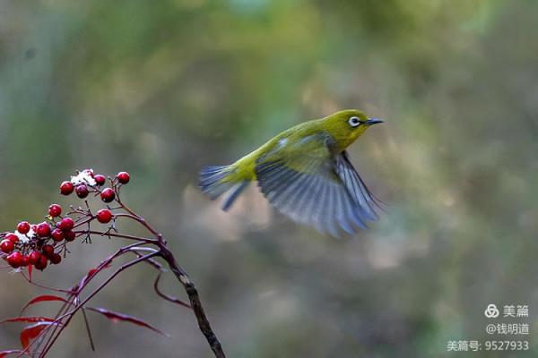 萌萌可愛小精靈——繡眼鳥