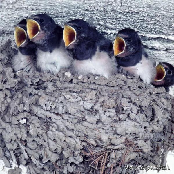 分享——鳥類築巢