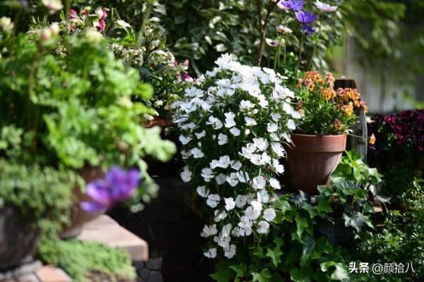 趕盡殺絕,花園裡最痛恨的蟲子 | 園丁 趕盡殺絕,花園裡最痛恨的蟲子 | 園丁