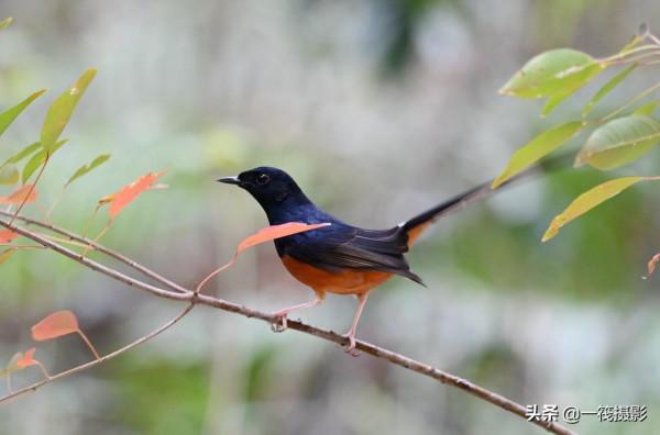 樂不思蜀的候鳥——白腰鵲鴝