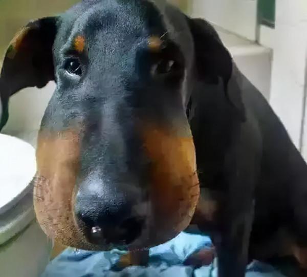 狗子用實力詮釋，什麼叫“百蟄不撓”