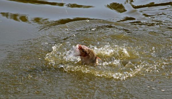 北方冬季釣大棚黑坑全攻略，用這3招釣魚，一打一個準，爆護不難
