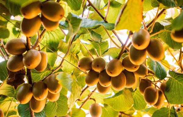 同樣是冷戰，為什麼蘇聯和美國吃的東西有這麼大區別？這就是答案