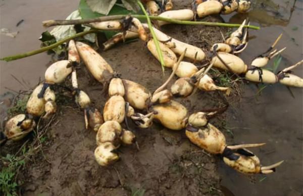 提醒:秋冬季節,這6種蔬菜要少吃 提醒:秋冬季節,這6種蔬菜要少吃