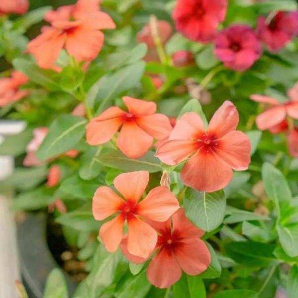 這3種花，開始春播了，7天破土，很快開成花海洋