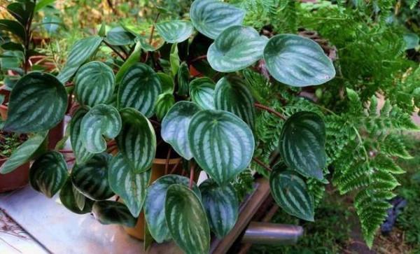 “100種花”適合養在陽臺上，一個比一個好看，還很好養護