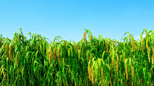 常吃小米的你,真的瞭解它嗎? 常吃小米的你,真的瞭解它嗎?