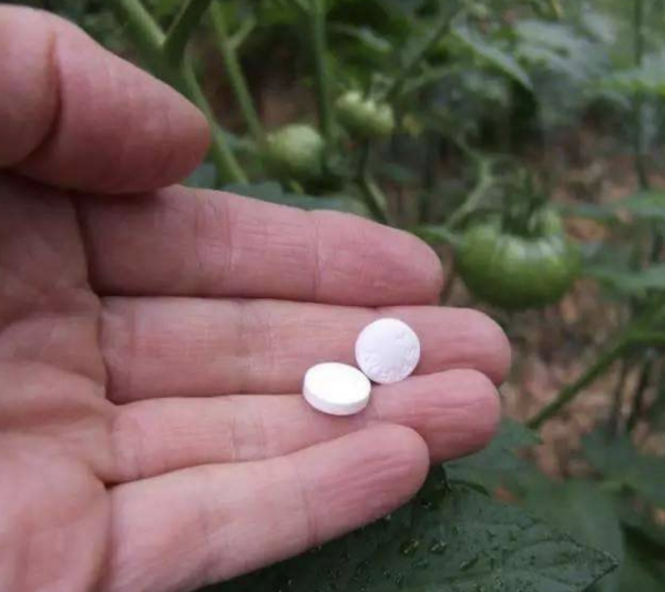 過期小藥片，碾碎澆花一級棒，葉子油亮不生蟲，開花更勁爆