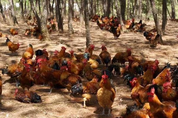 買飼料雞回來養多久才好吃，買飼料雞回來土養行嗎