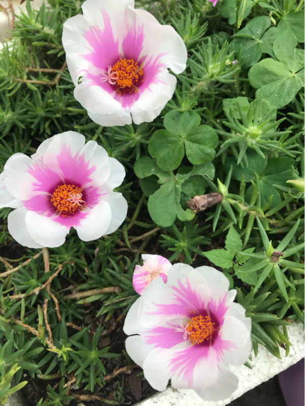 買回家的花總掉花苞，原因出在4個地方，趕緊改正還能開花