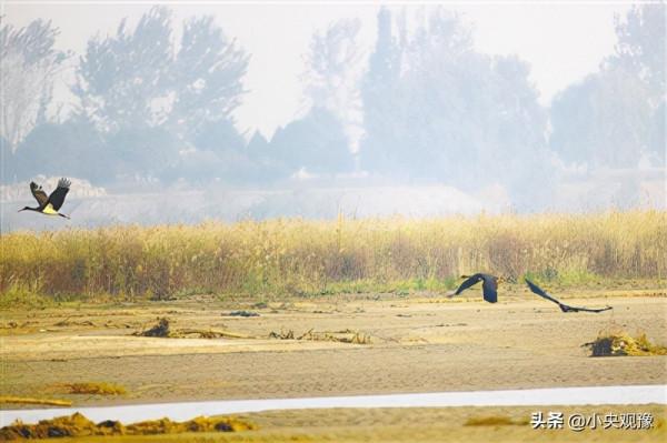 “鳥中大熊貓”年年來相會