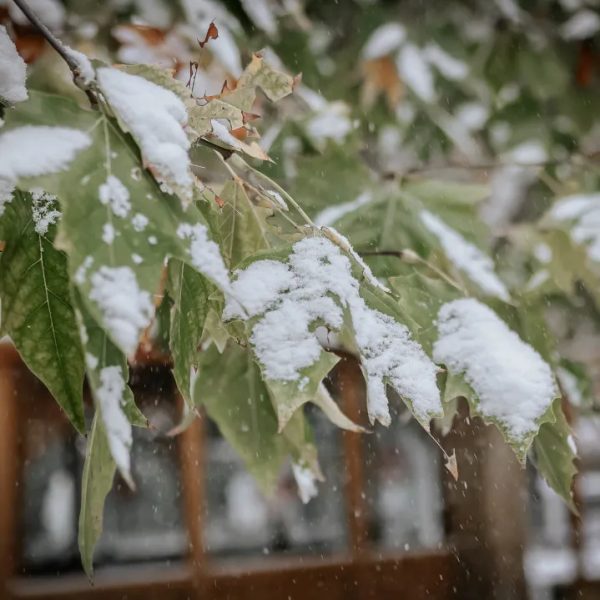 小貓咪會不會怕踩疼了雪呢? 小貓咪會不會怕踩疼了雪呢?