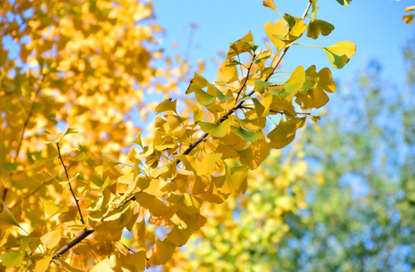 「詩詞鑑賞」遇見初冬,十首初冬的詩詞,遇見初冬別樣的美 「詩詞鑑賞」遇見初冬,十首初冬的詩詞,遇見初冬別樣的美