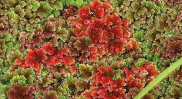 4900萬年前,紅萍曾“冰封地球”,如今能再次現身拯救人類嗎? 4900萬年前,紅萍曾“冰封地球”,如今能再次現身拯救人類嗎?