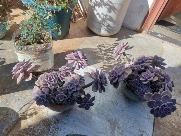 雞肋一樣的多肉