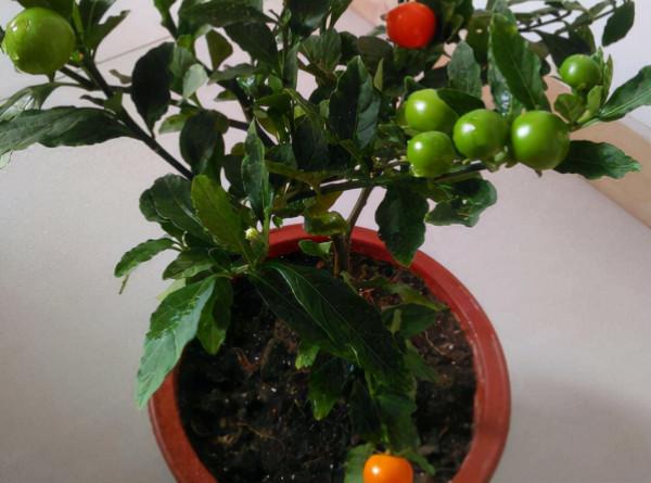 不挑環境,有土就活的珊瑚櫻,盆栽果實能掛枝半年多 不挑環境,有土就活的珊瑚櫻,盆栽果實能掛枝半年多