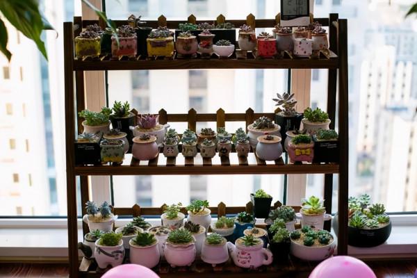 買花時不要合了眼緣就買回家,這8種花不好養,新手還是放棄吧 買花時不要合了眼緣就買回家,這8種花不好養,新手還是放棄吧