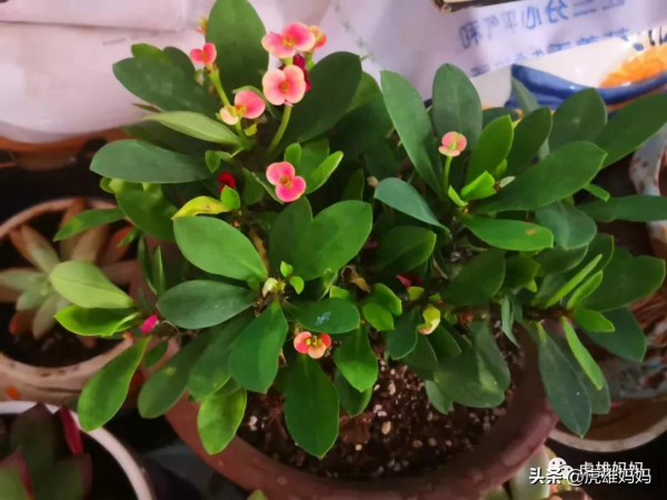 我家雙十一入項的多肉鮮花留影檔案記錄（二）