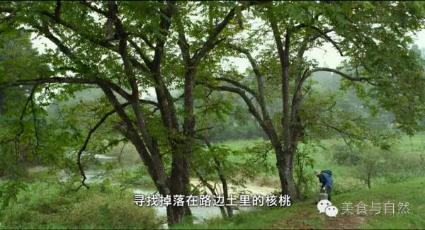 走進小森林之秋季篇